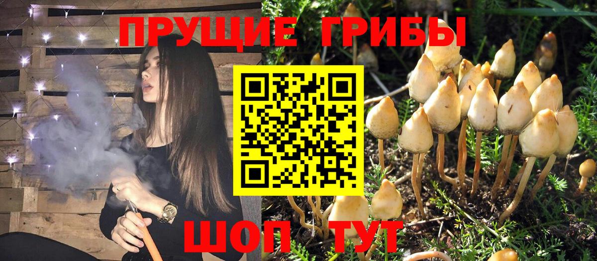 Искитим  Псилоцибиновые грибы мицелий  Вход с VPN 